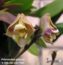 Image result for Polystachya galeata