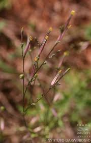 Image result for Schwenckia americana