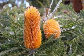 Pin On Alohatropicals Ginger Protea