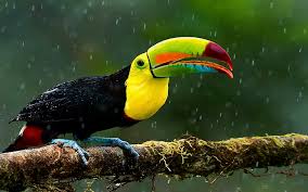 Feel free to download all of these desktop background. Download Bird 1080p 2k 4k 5k Hd Wallpapers Free Download Wallpaper Flare
