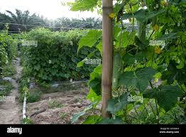 Image result for Momordica anigosantha