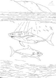 1001 Ausmalbilder Tiere Haie Ausmalbild Grosse Haie