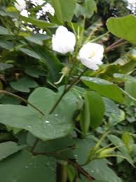 Image result for Ottelia cylindrica