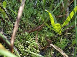 Image result for Oldenlandia capensis