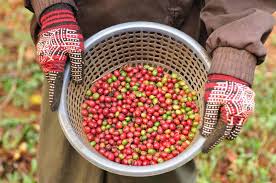 Peru, mexico, guatemala, colombia, gillies organics blends. Best Organic Coffee 2021 A Guide To Buying Better Beans