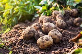 Acquiring certified seed potatoes for planting is necessary because the tubers, or spuds, sold in supermarkets may have been treated to prevent them from sprouting. How To Plant And Grow Potatoes Gardener S Path