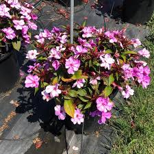 Image result for Impatiens briartii