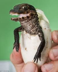 How long does an america crocodile live? Croc A Bye Baby British Zoo S Delight As 24 Dwarf Crocodiles Are Successfully Hatched Cute Reptiles Crocodiles Cute Crocodile