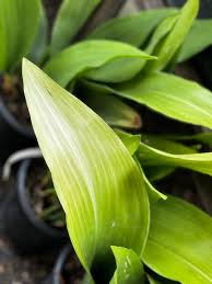 Image result for Aspidistra elatior