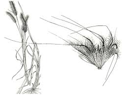 Image result for Cenchrus polystachios