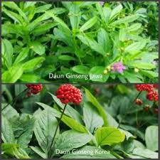 Diluar dugaan inilah manfaat daun ginseng bagi kesehatan youtube. Tumis Daun Ginseng Pangan Dari Hutan Yang Kaya Manfaat Kuliner Asyik