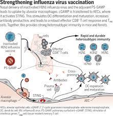 Toward A Universal Flu Vaccine Science