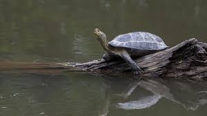 6 Jenis Kura Kura Peliharaan Yang Bisa Kamu Rawat Di Rumah Citizen6 Liputan6 Com