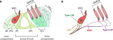 We did not find results for: Axodendritic Versus Axosomatic Cochlear Efferent Termination Is Determined By Afferent Type In A Hierarchical Logic Of Circuit Formation Science Advances