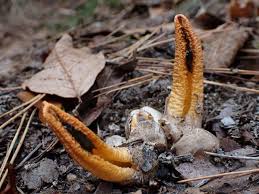 Image result for Pseudocolus schellenbergiae