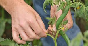 Wenn man richtig ausgeizt erhält man größere früchte, schützt seine pflanzen vor pilzen und am ende hat man eine. Tomaten Richtig Ausgeizen Mein Schoner Garten