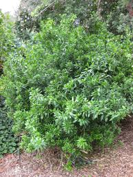 Image result for Strophanthus speciosus