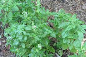 Image result for Ocimum lamiifolium