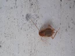 Ectobius Vinzi Blatte Germanique Ou De Jardin Le Monde Des Insectes