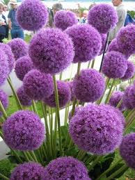 Allium Giganteum Ist Eine Grosse Kugelformige Blume Die Aus Vielen Kleinen Allium Aus B Allium Aus Blume In 2020 Lauchblumen Blumen Fur Garten Lila Garten
