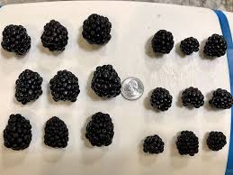 This is a special usda selection that produces an abundance of juicy blackberries. Best Thornless Blackberry General Fruit Growing Growing Fruit