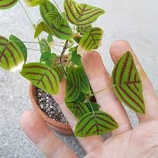 Image result for Fuirena obcordata