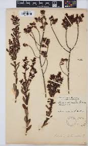 Image result for Clutia hirsuta