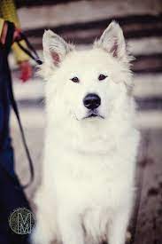 Great Pyrenees Husky Mix Great Pyrenees Husky Mix Great Pyrenees Husky Mix