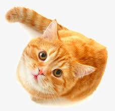 You can make your website a little cuter with our pictures of kittens. Cute Cat Png Free Download Orange Cat Png Free Transparent Png Download Pngkey