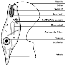 A fish bone diagram is a common tool used for a cause and effect analysis, where you try to identify possible causes for a certain problem or event. Labeled Euglena Line Drawing By Sciencedoodles On Deviantart
