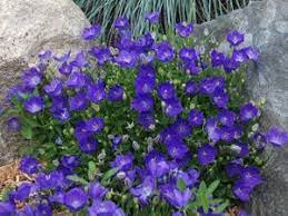 Campanula Pearl Deep Blue Is A Sun Loving Groundcover With Beautiful Blue Blooms Lasting Up To 3 Months Drought Resistant Plants Plants Flowers Perennials