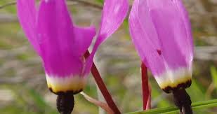 Image result for Primulaceae