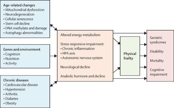 Management of frailty: opportunities, challenges, and future directions -  The Lancet