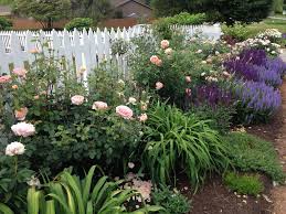 Eary Spring Blooms David Austin Rose At Front Abraham Darby Just Getting Started A Mix Of Salvias Spring Blooms Front Yard Landscaping David Austin Roses