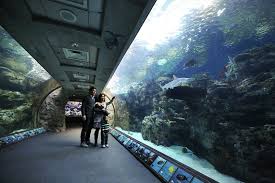 On The Grid Aquarium Of The Pacific Long Beach Aquarium Ultimate Family Vacation Beaches In The World