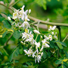 Moringa