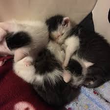 Frage Einer Kitten Pflegemama Um 5 Uhr Morgens Wenn Alle Babys Wieder Satt Und Sauber Im Bettchen Liegen Leg Ich Mich Jetzt Noch Cat Lovers Small Cat Kitten