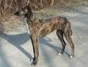 Staghound | Definition of Staghound by Merriam-Webster