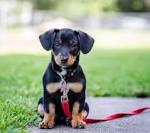 25 Dog Crossbreeds That Have Us Doing A Double Take