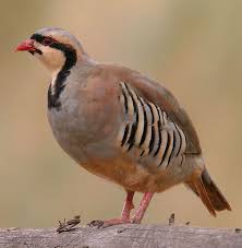 List Of National Birds Wikipedia The Free Encyclopedia Kus Hayvanlar Hayvanlar Alemi
