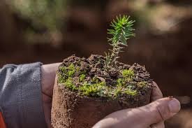 Los cuales en su conjunto. Celebran We Tripantu Con Restauracion De Bosque Nativo En La Cordillera De Nahuelbuta Ladera Sur