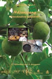 Image result for Ricinodendron