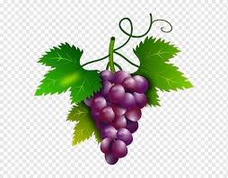 Maybe you would like to learn more about one of these? Anggur Umum Anggur Anggur Sultana Ruby Roman Perbatasan Anggur Makanan Alami Makanan Anggur Png Pngwing