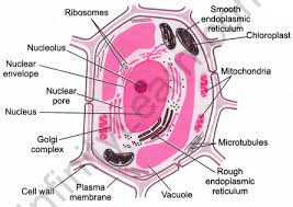 A Definition Of Endocytosis With Steps And Types