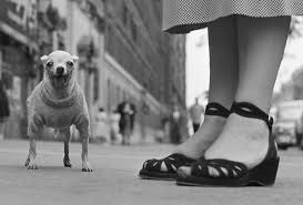 new york city usa 1946 c elliott erwitt magnum photos elliott erwitt elliott erwitt photography vintage dog