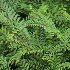 Image result for Phyllanthus gossweileri