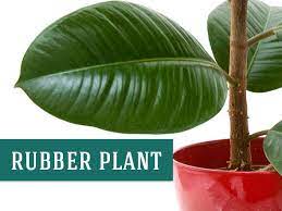 Source of assam rubber 1. 26 Best Indoor Plants For Your Home