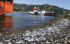 Decretan Riesgo Sanitario En Queule Por Varamiento De Toneladas De Sardinas Biodiversidad