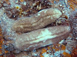 Image result for Polyspatha hirsuta