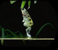 Image result for Archer Fish